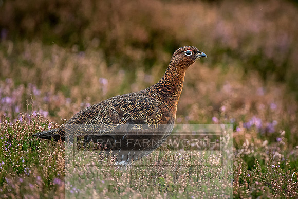 Grouse in Teesdale-13