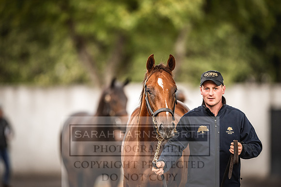 Goffs Orby 2022 Day 1-35