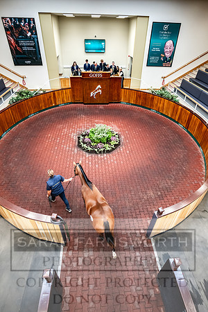 Goffs UK PY24-371