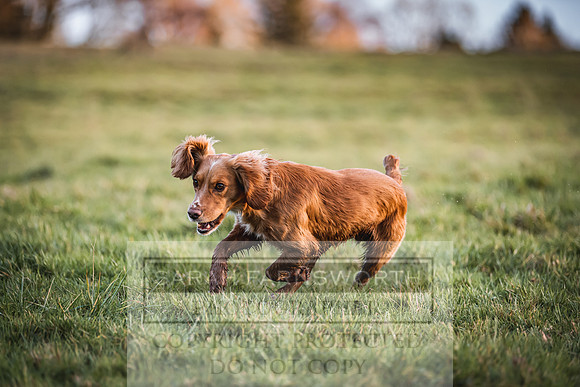 Avonmeadow Stud Dogs-156
