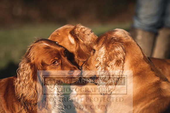 Avonmeadow Stud Dogs-33