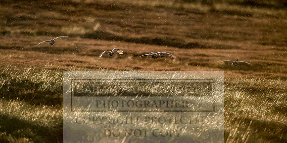 Grouse in Teesdale-37