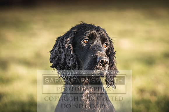 Avonmeadow Stud Dogs-113