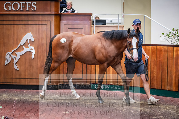 Goffs UK PY24-538