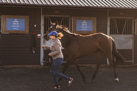 Goffs UK Breeze Up 2022-47