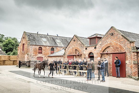 GUK Yorton Sale 2019-168