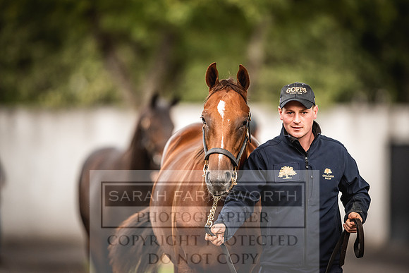 Goffs Orby 2022 Day 1-36