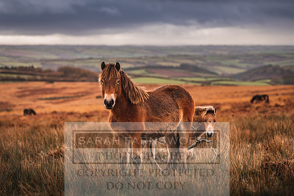 Exmoor Autumn 2020-55
