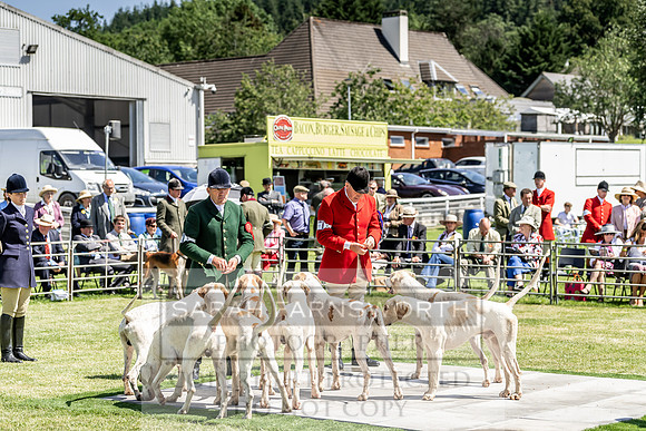 Builth Hound Show 2019-93