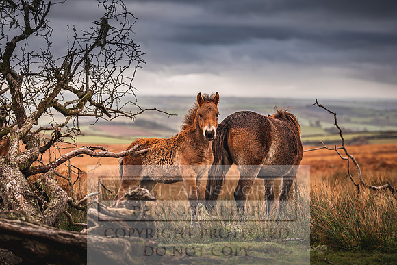 Exmoor Autumn 2020-49