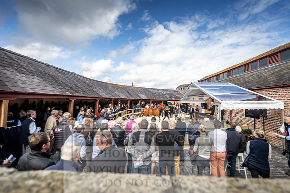 GUK Yorton Sale 2019-380