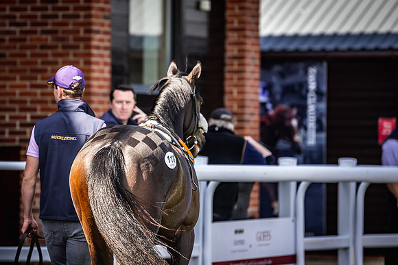 Goffs UK Breeze Up 2022-275