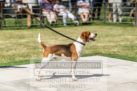 Builth Hound Show 2019-109