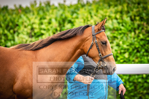 Goffs UK PY24-555