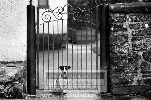 TFH 291212 f bw
