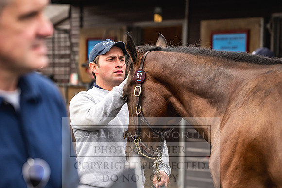Goffs UK PY24-63