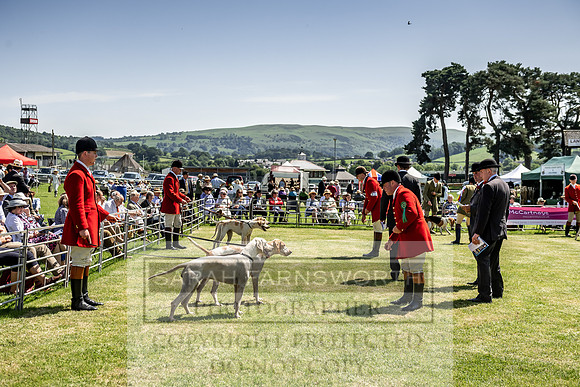Builth Hound Show 2019-151