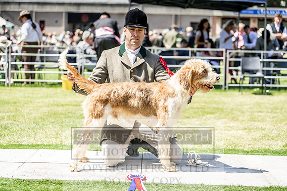 Builth Hound Show 2019-125