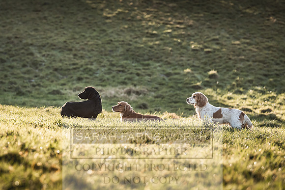 Avonmeadow Stud Dogs-62