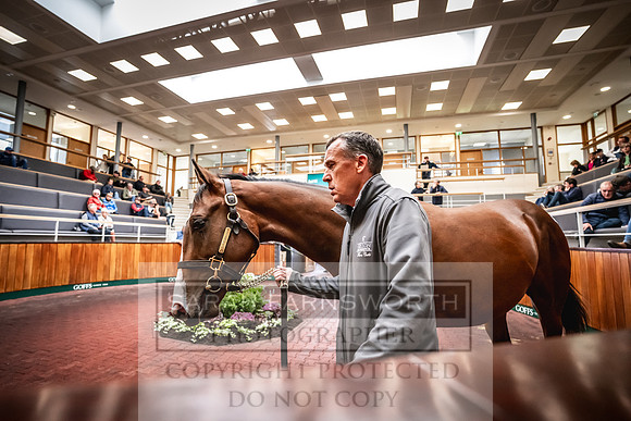 Goffs UK PY24-92