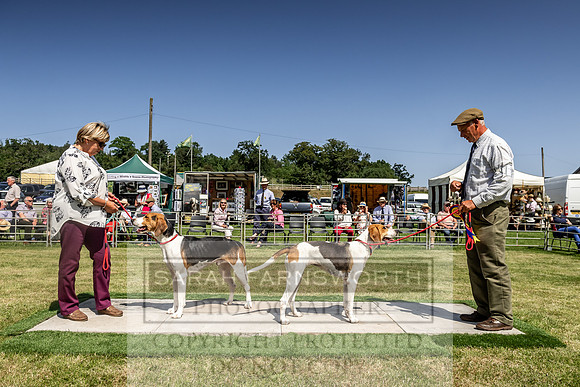 Builth Hound Show 2019-172
