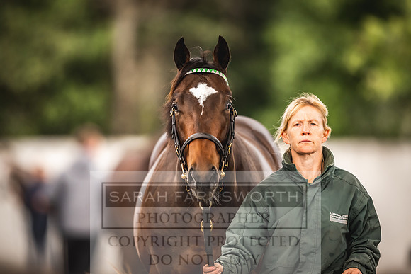 Goffs Orby 2022 Day 1-45