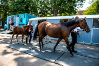 Goffs London Sale 2017-6