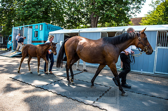 Goffs London Sale 2017-6