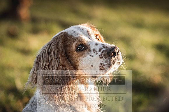 Avonmeadow Stud Dogs-112