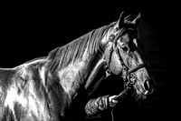 Goffs UK Breeze Up 2022-12