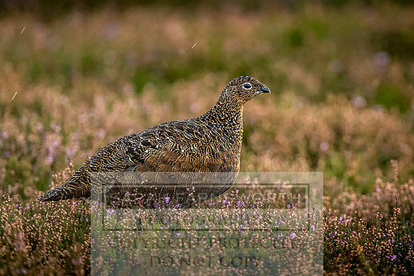 Grouse in Teesdale-25