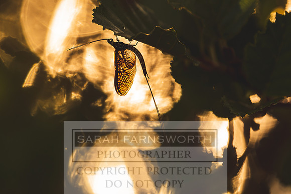 Mayfly Hatch and Brown Trout 2020-88