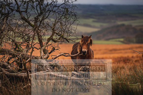Exmoor Autumn 2020-28