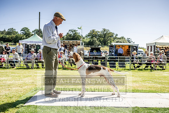 Builth Hound Show 2019-38
