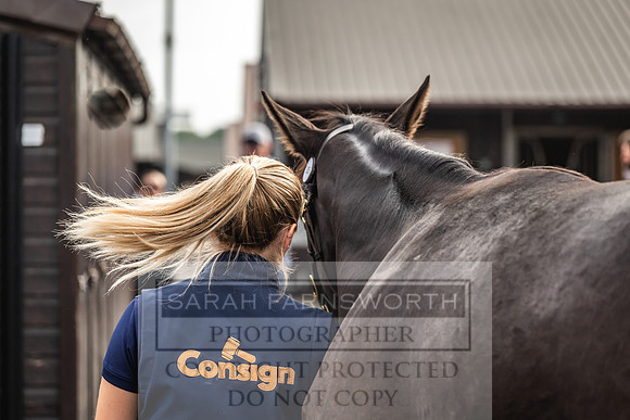 Goffs UK PY24-352