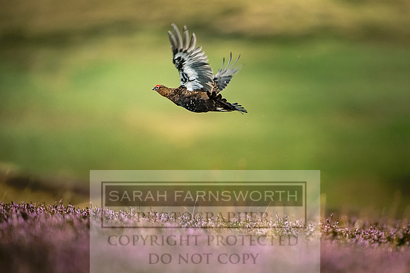 Red Grouse-23