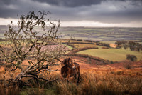 Exmoor Autumn 2020-17