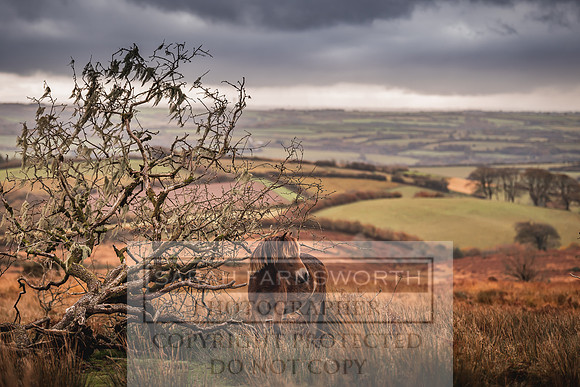 Exmoor Autumn 2020-17