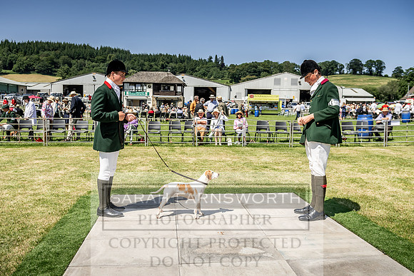 Builth Hound Show 2019-145
