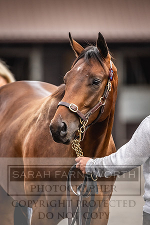 Goffs UK PY24-65
