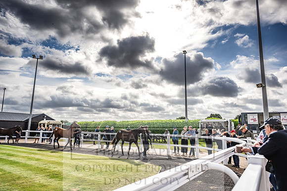Goffs UK PY24-84