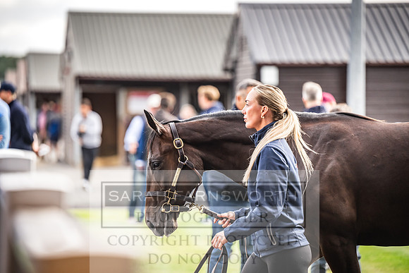 Goffs UK PY24-83