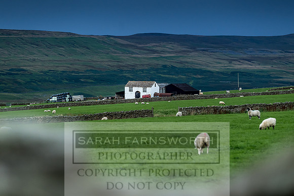 Grouse in Teesdale-8
