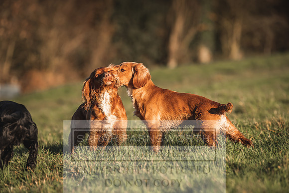 Avonmeadow Stud Dogs-32
