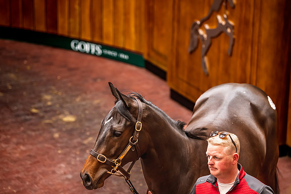 Goffs UK Breeze Up 2022-258