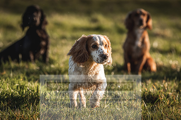 Avonmeadow Stud Dogs-86
