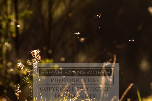 Mayfly Hatch and Brown Trout 2020-69