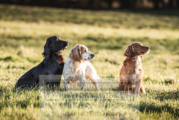 Avonmeadow Stud Dogs-77