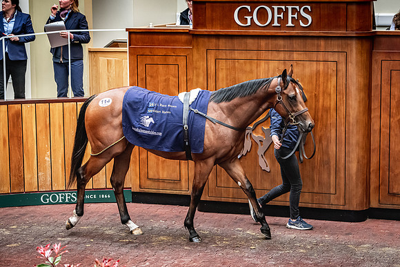 Goffs UK Breeze Up 2022-293