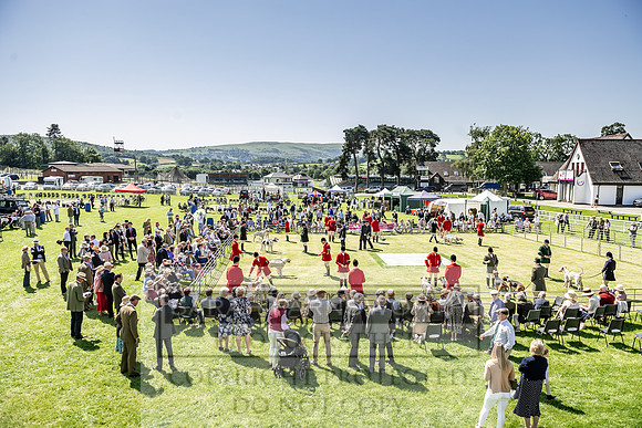 Builth Hound Show 2019-62